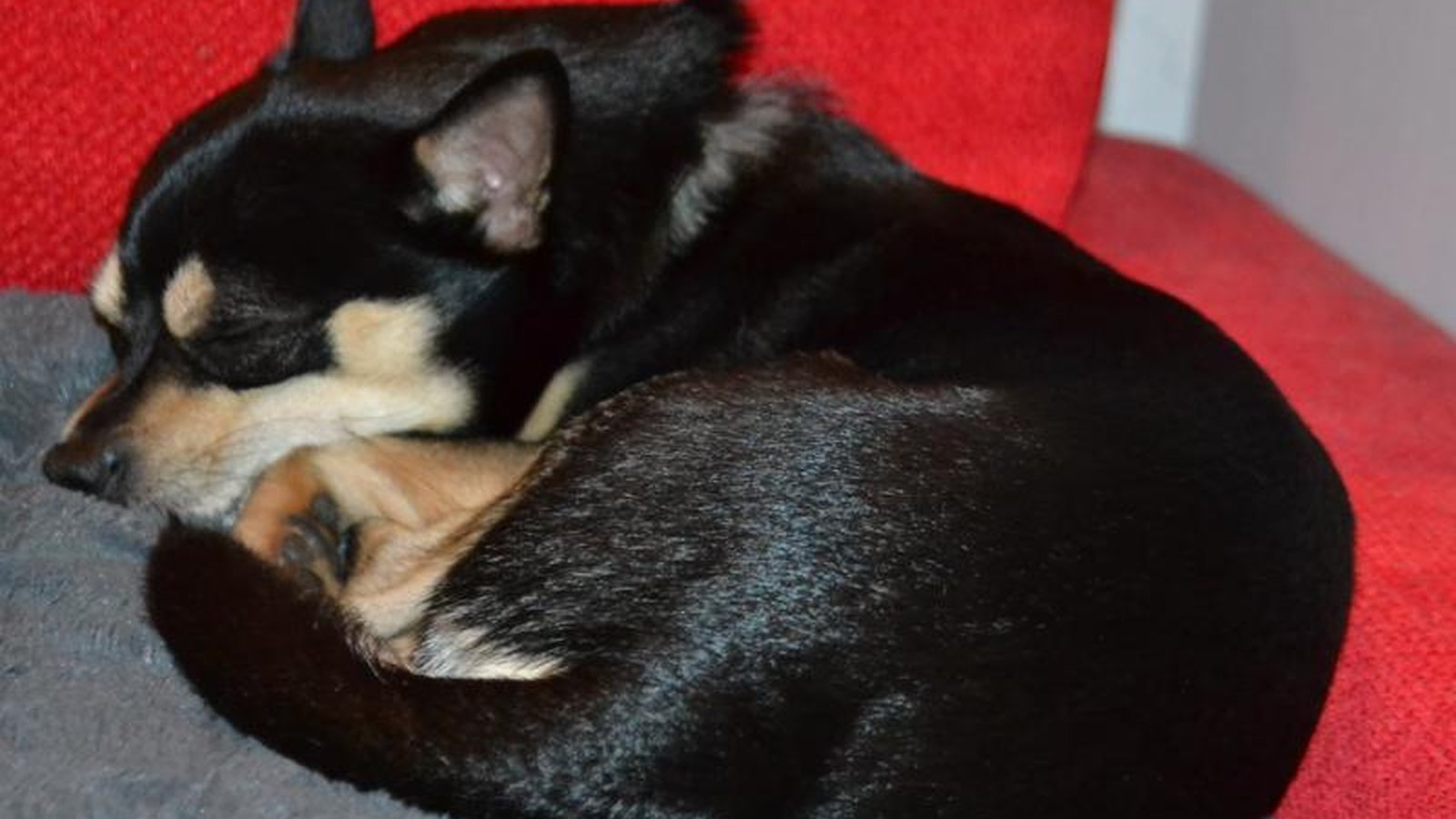 A dog resting calmly in a clean, settled household environment.