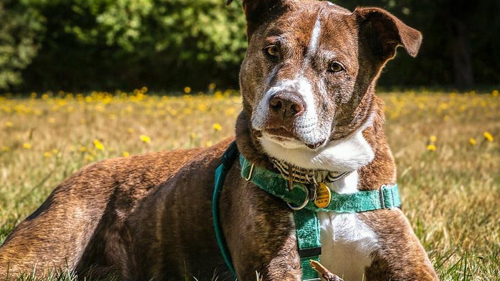 A medium-to-large mixed breed dog resting peacefully in a secure garden.
